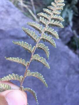 Image of Eaton's lipfern