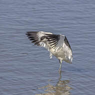 Image of avocet, pied avocet