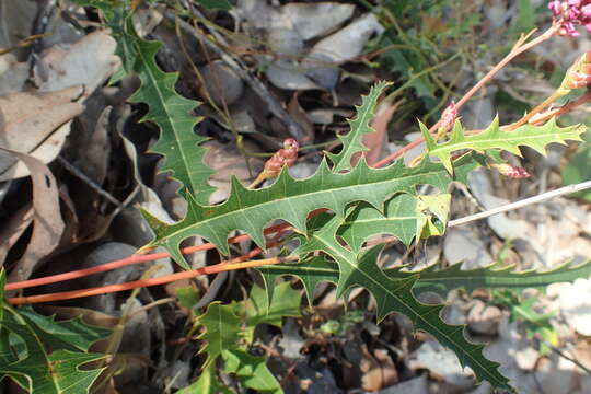 Image of Grevillea quercifolia R. Br.