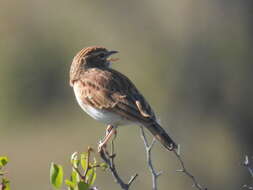 Image of Fawn-colored Lark