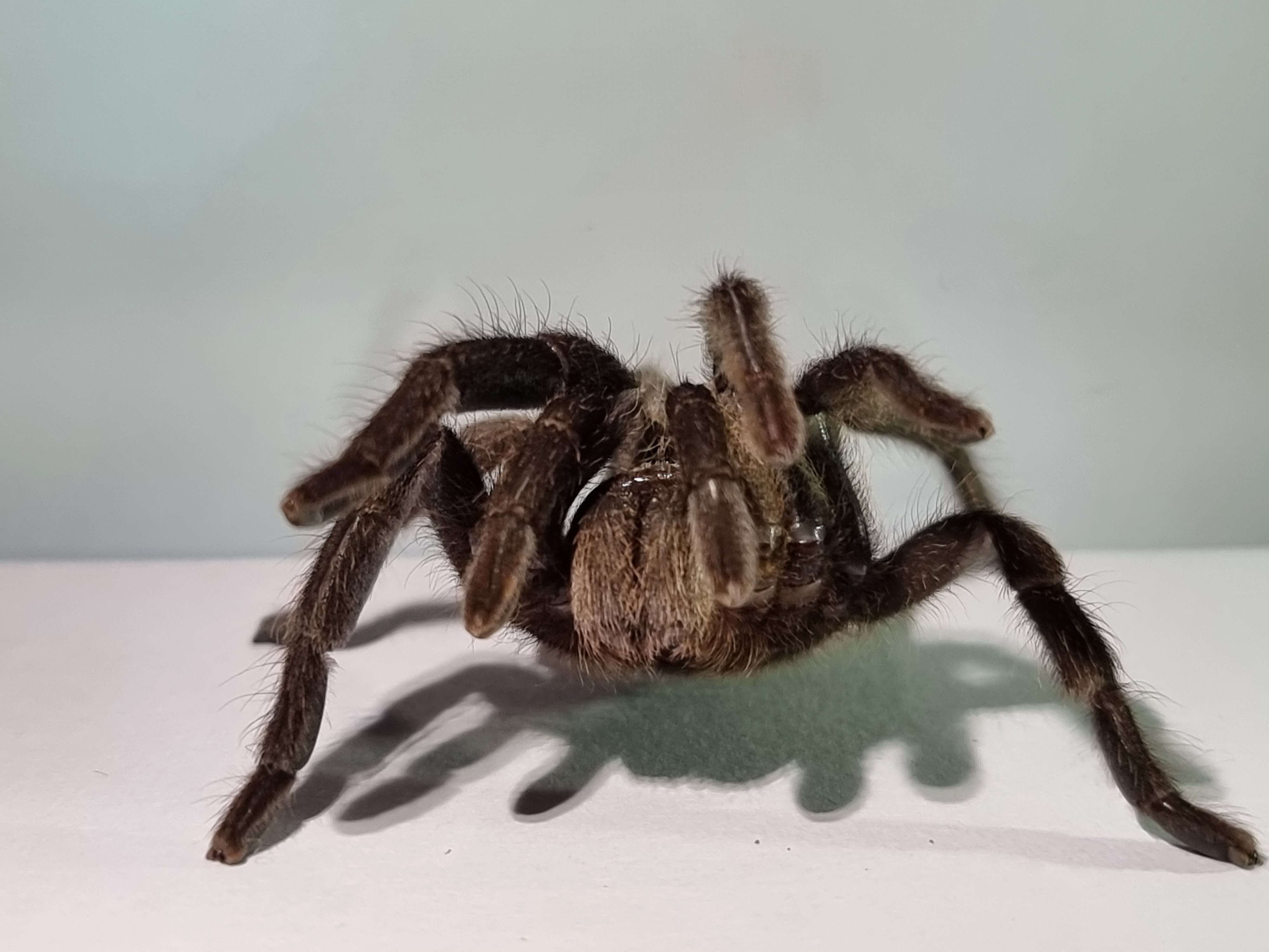 Image of Barking Birdeater Tarantula