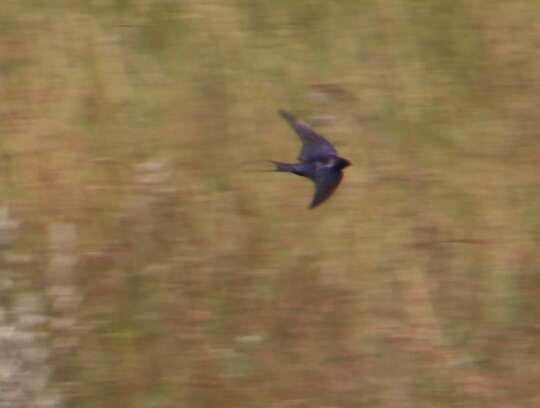 Imagem de Hirundo atrocaerulea Sundevall 1850