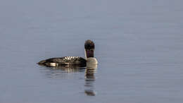 Image of Arctic Loon