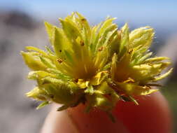 Image de Ivesia gordonii (Hook.) Torr. & Gray