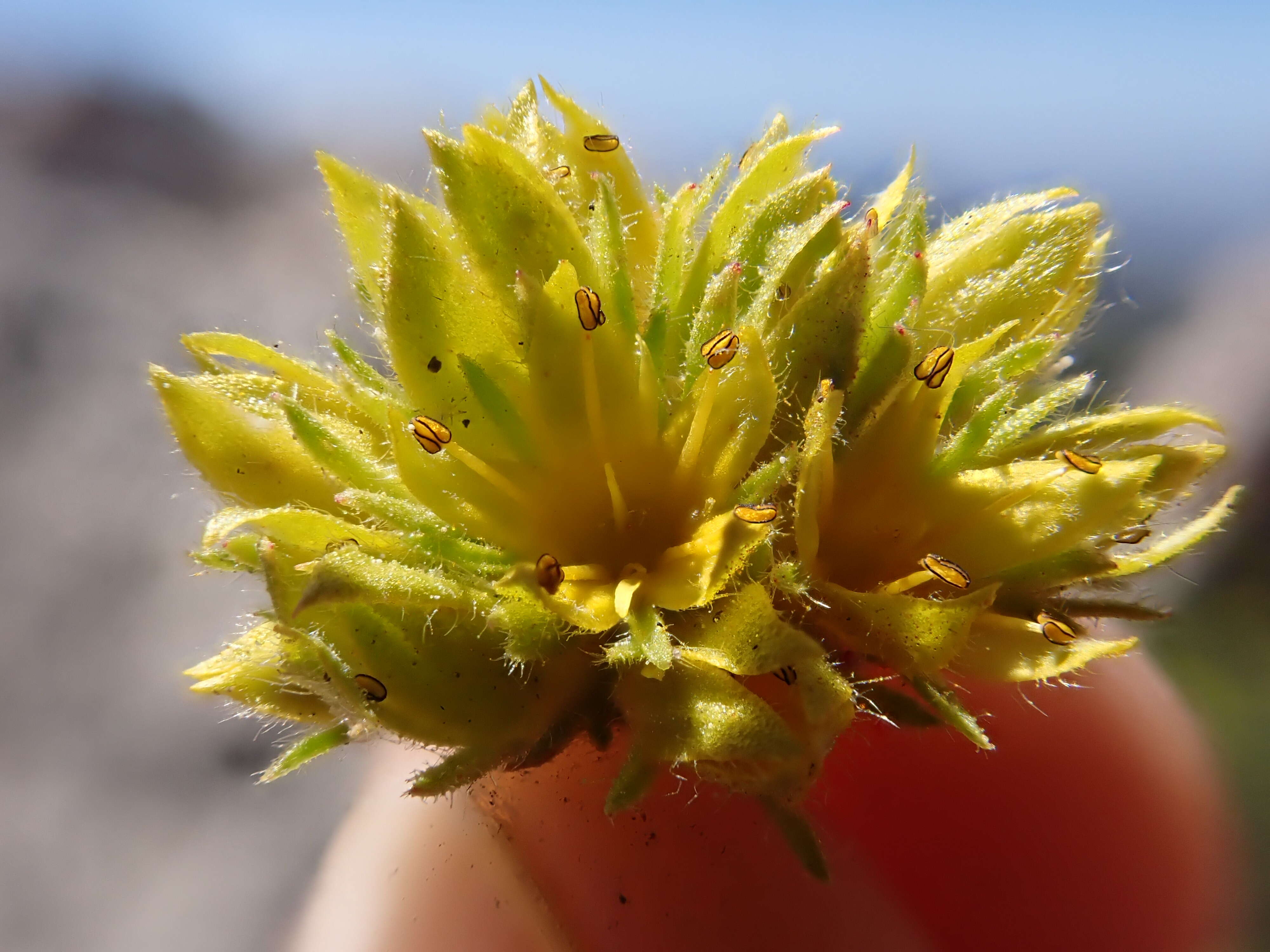 Image de Ivesia gordonii (Hook.) Torr. & Gray