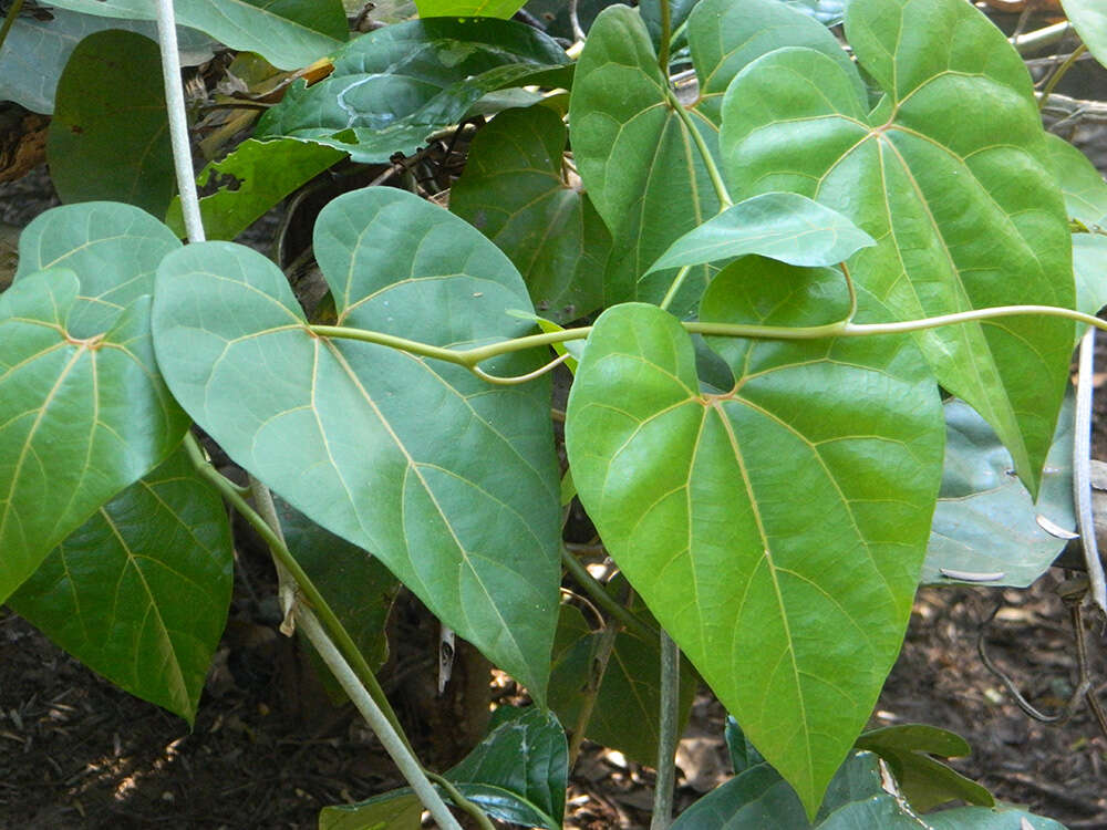 Image of Aristolochia didyma S. Moore