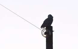 Image of Snowy Owl