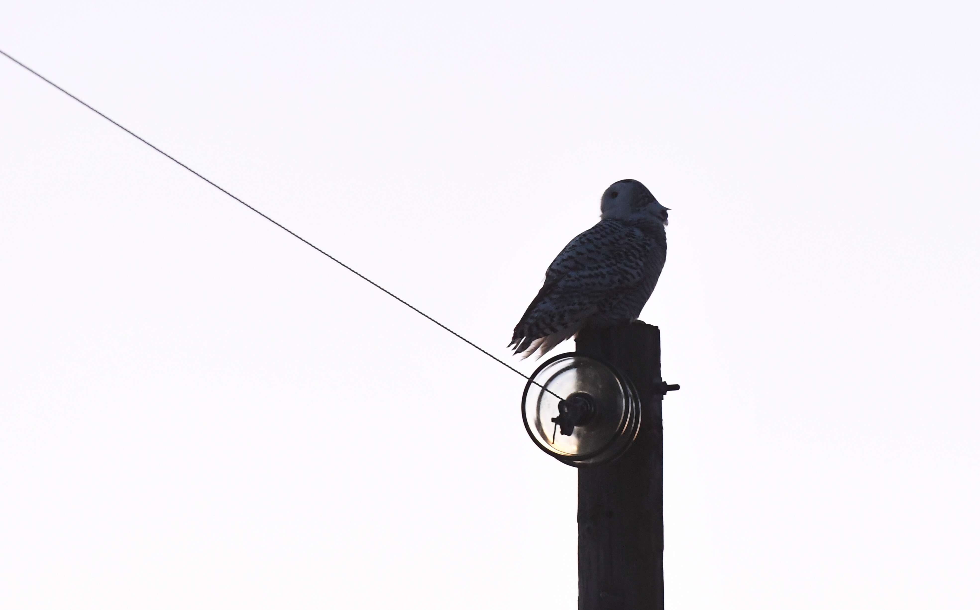 Image of Snowy Owl