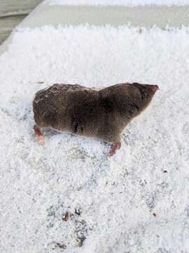 Image of American short-tailed shrew