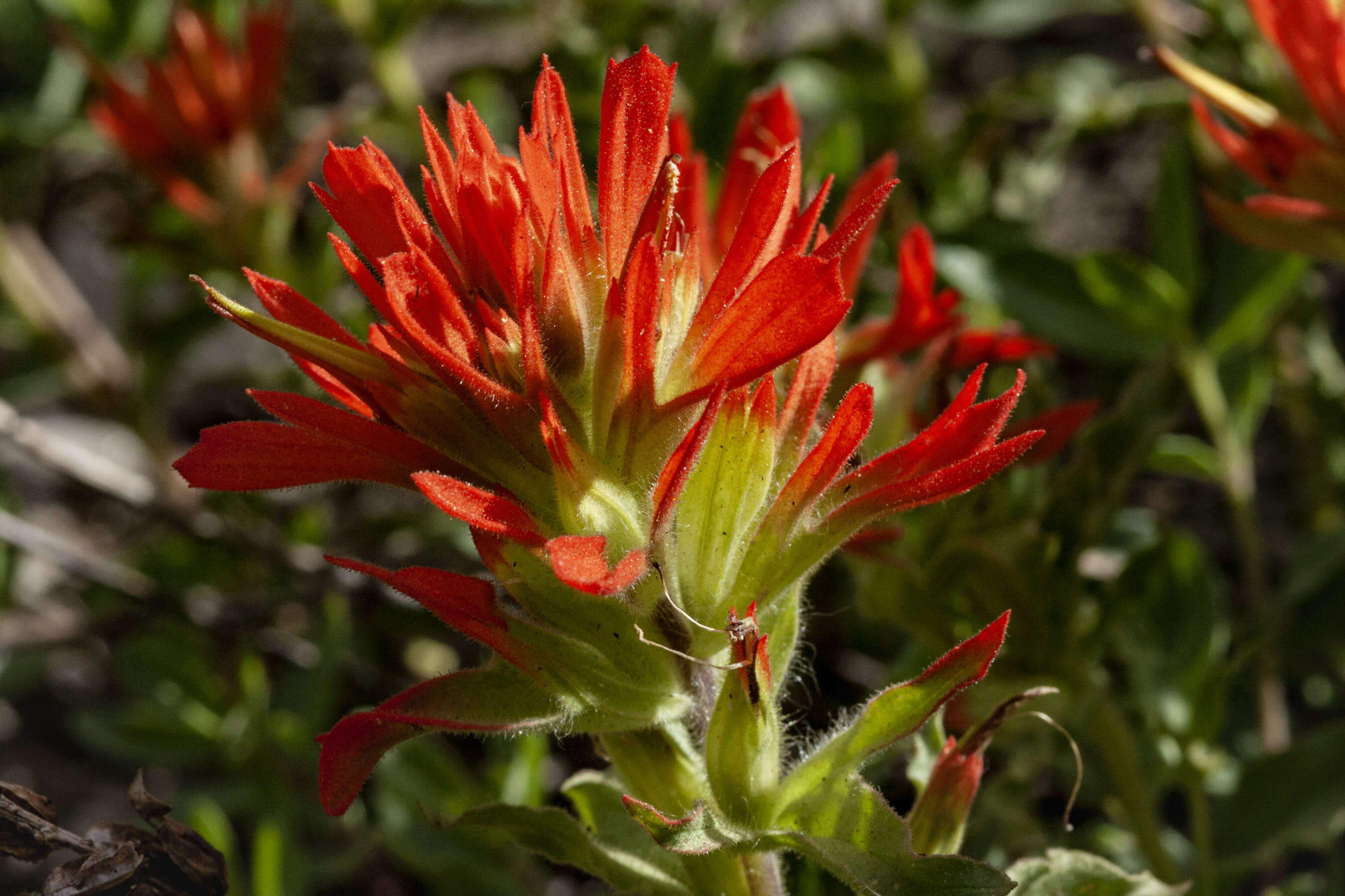 Image of wavyleaf Indian paintbrush