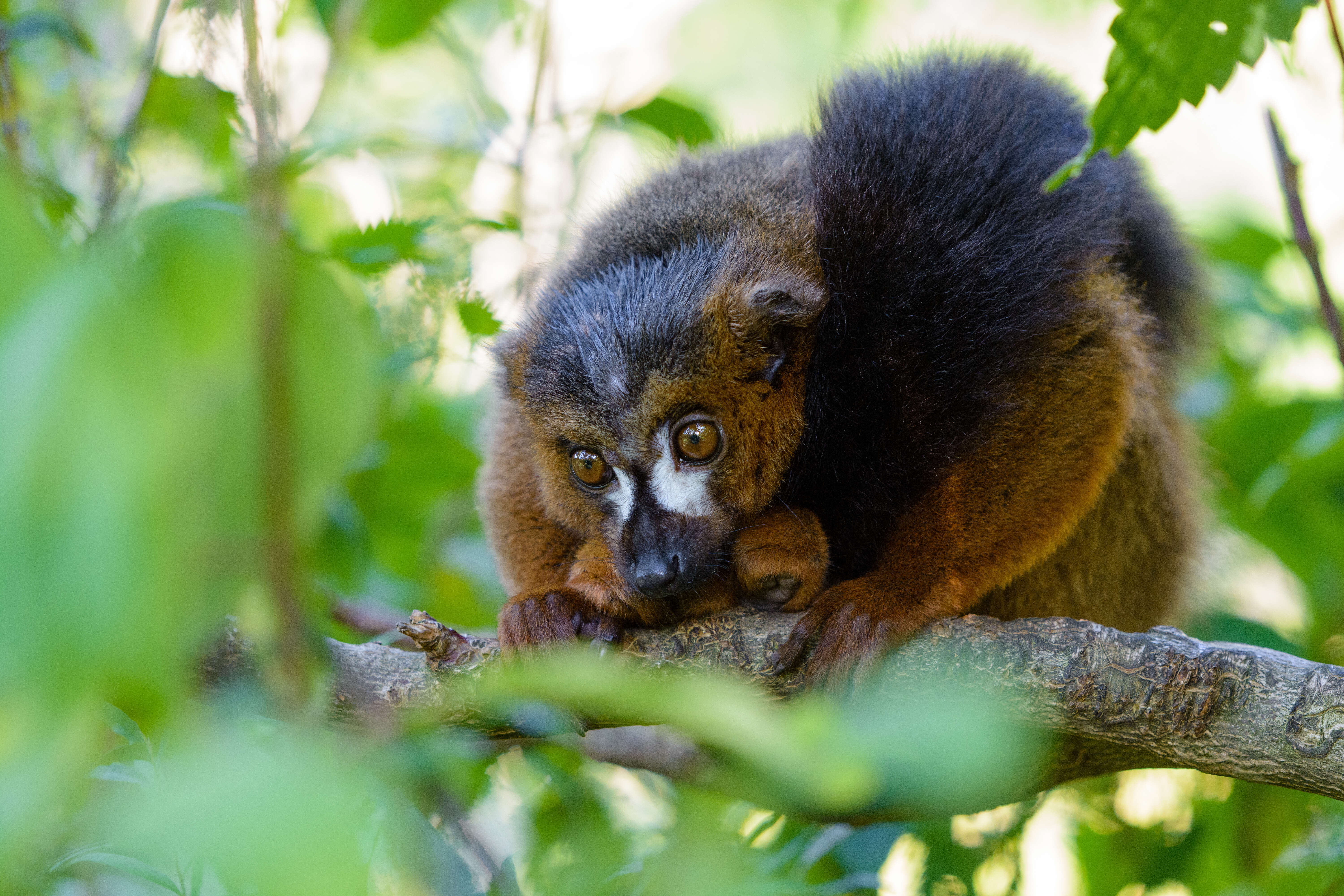 Image of Red-bellied Lemur