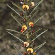 Image of Daviesia acicularis Sm.