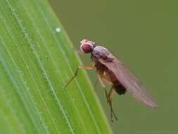 Image of Pomace fly