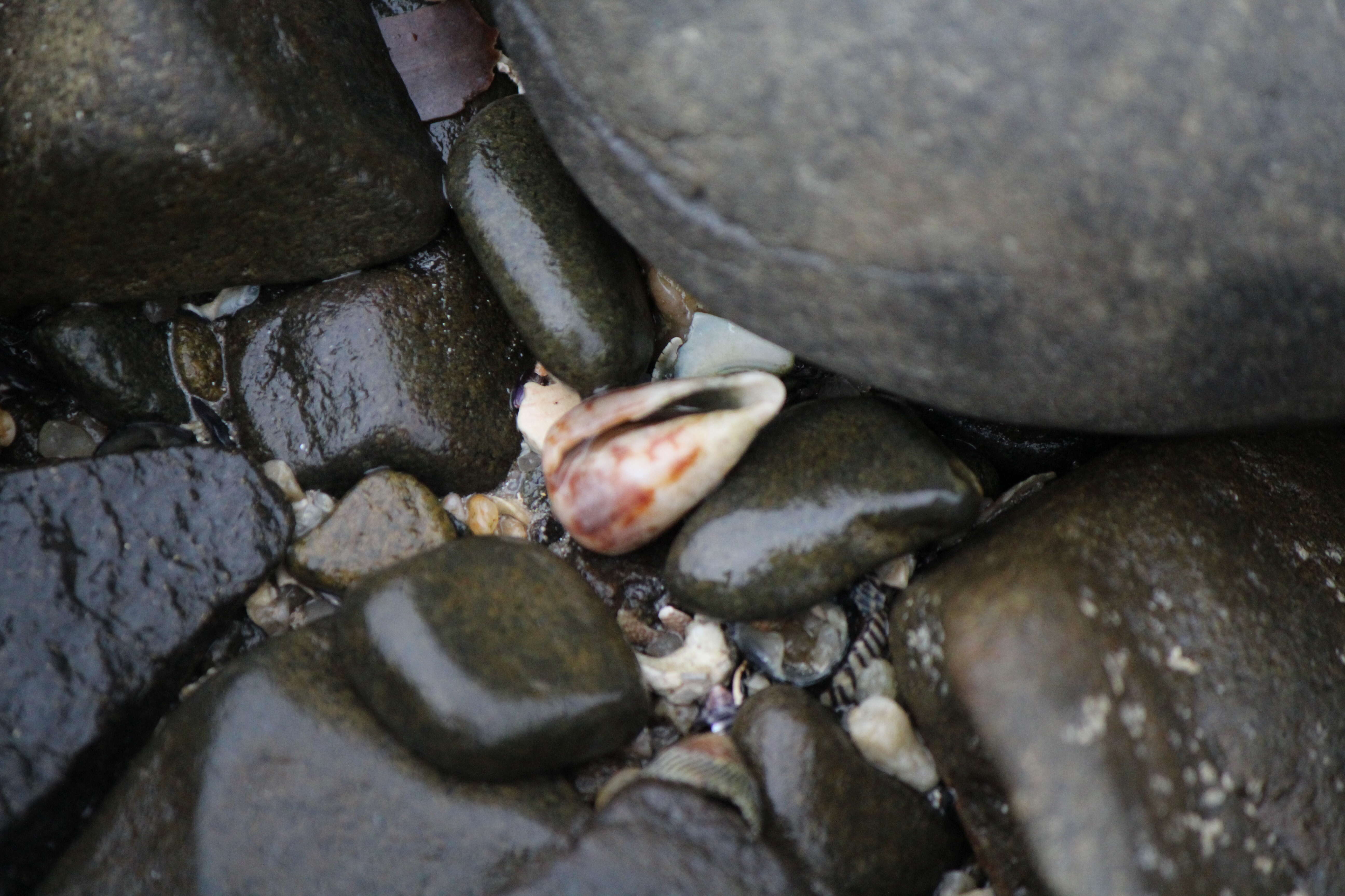 Image of Anemone Cone