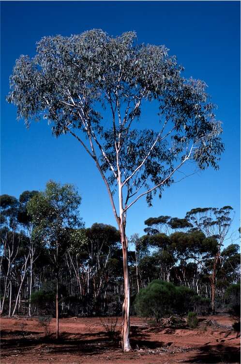 Image of Hyden Blue Gum