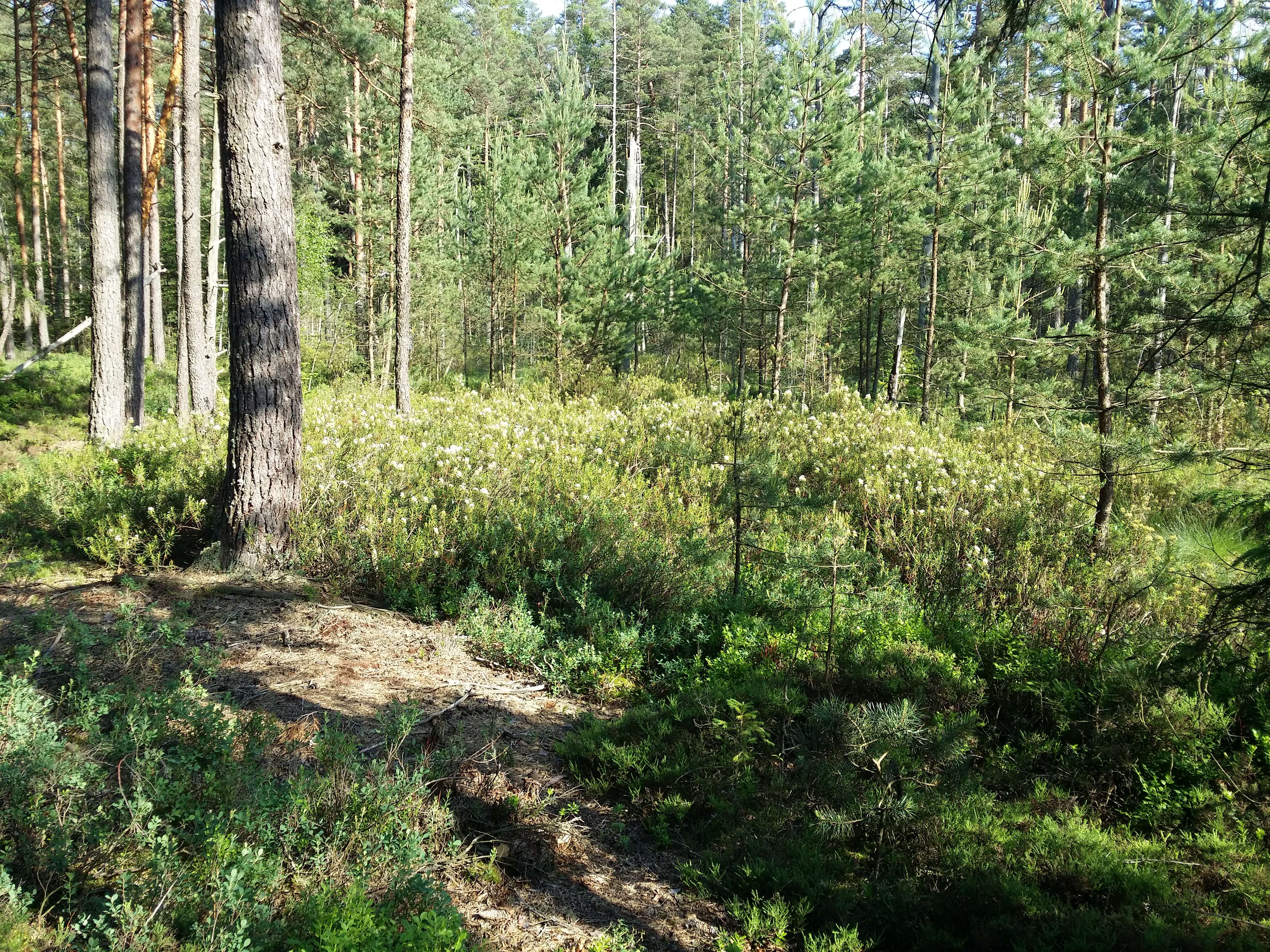 Imagem de Rhododendron tomentosum (Stokes) Harmaja