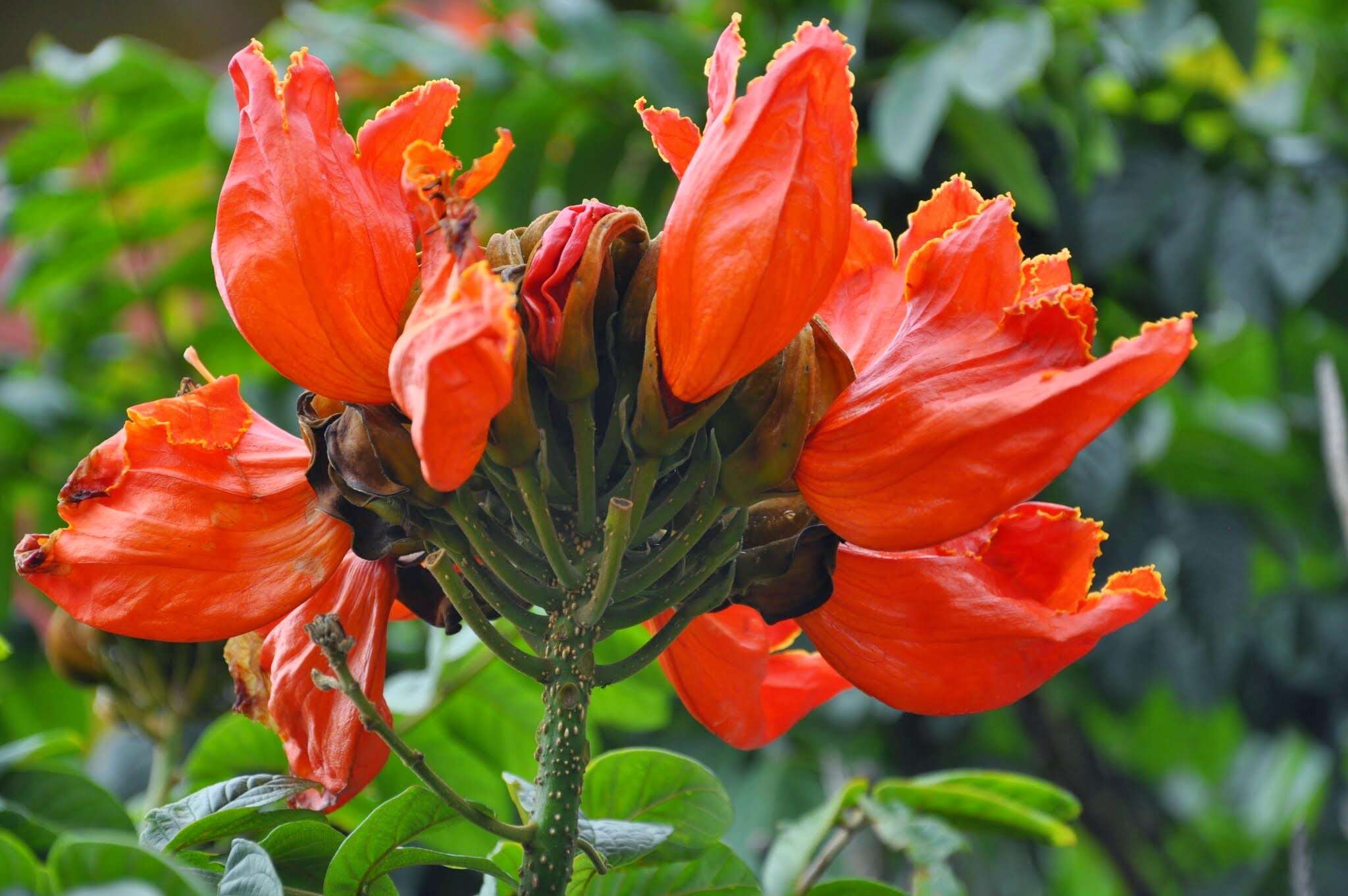 Image of African tulip tree