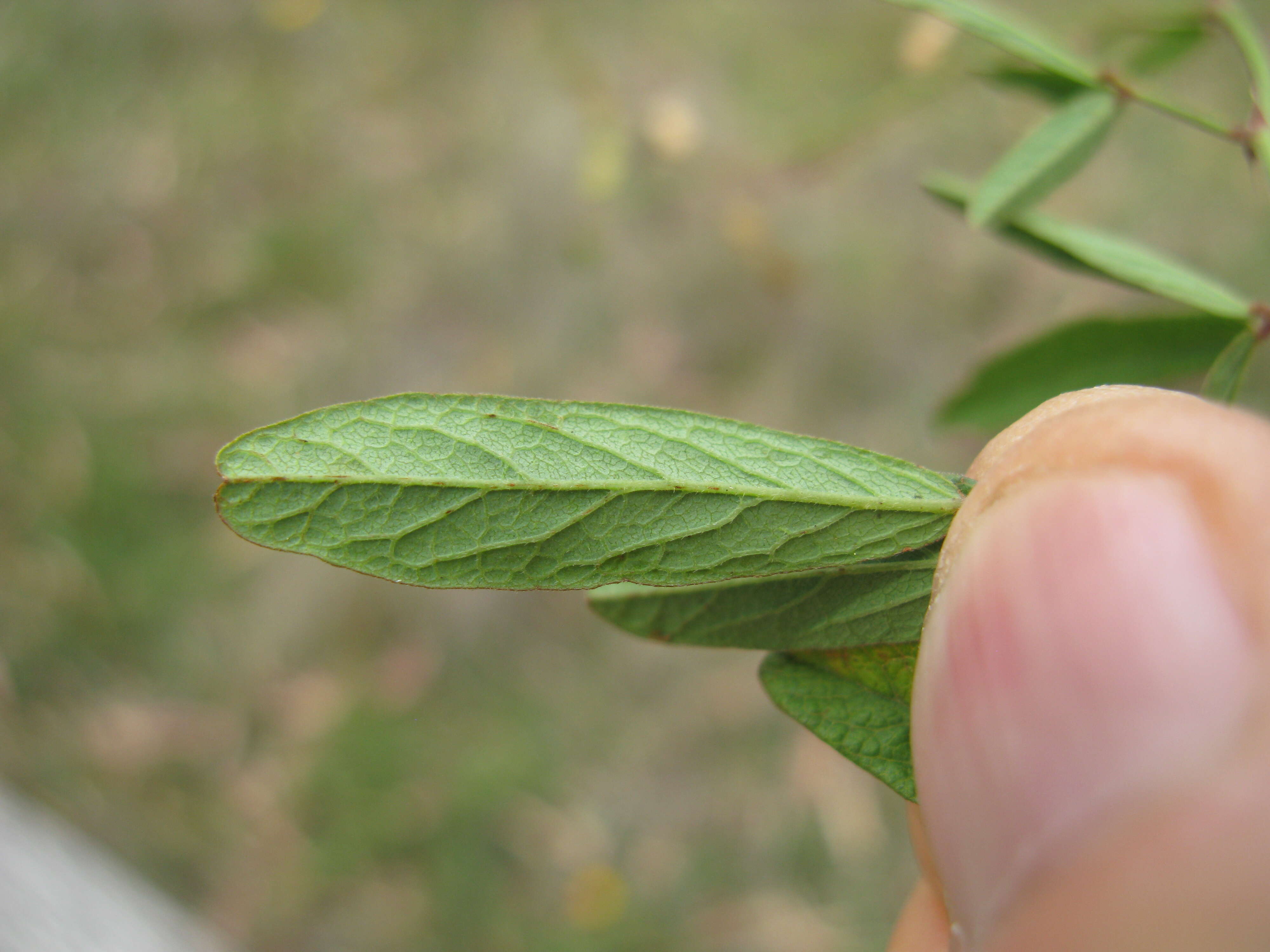 Image of Desmodium varians (Labill.) G. Don