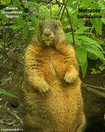 Image of Forest Steppe Marmot