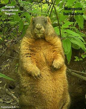 Image de Marmota kastschenkoi Stroganov & Yudin 1956