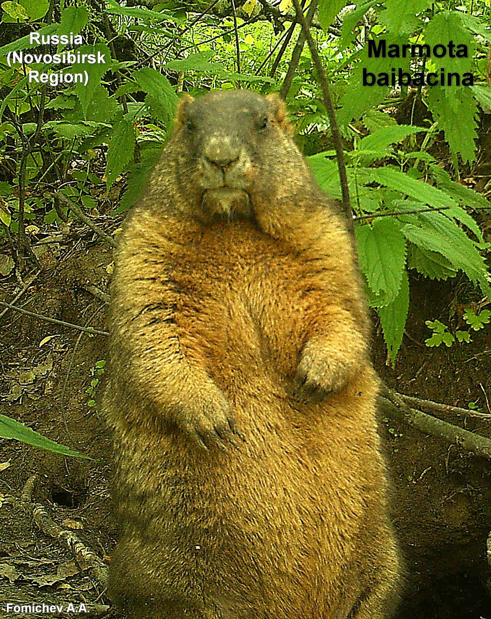 Image of Forest Steppe Marmot