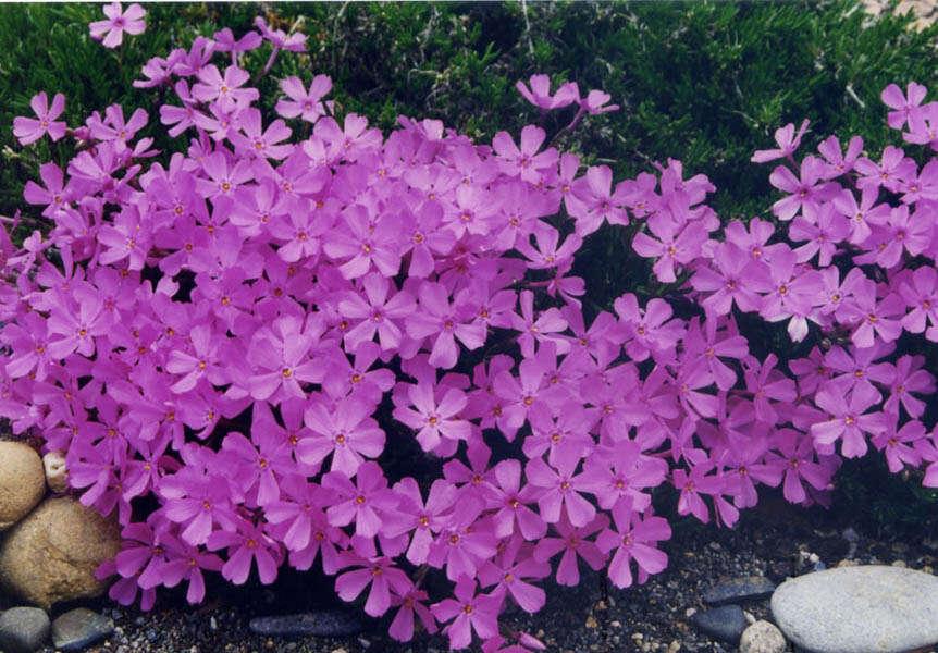 Image of Siberian phlox