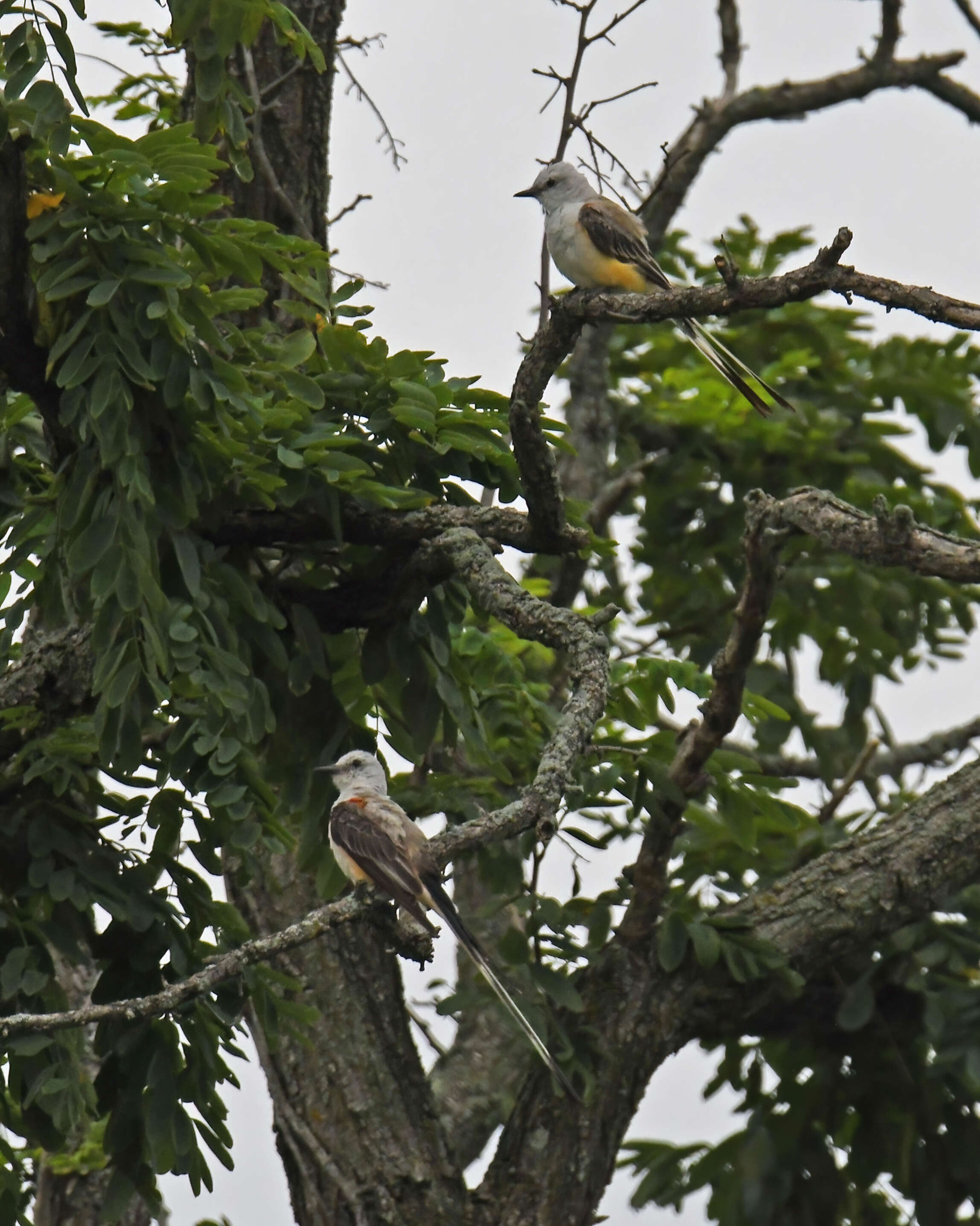 Image of Scissor-tailed Flycatcher