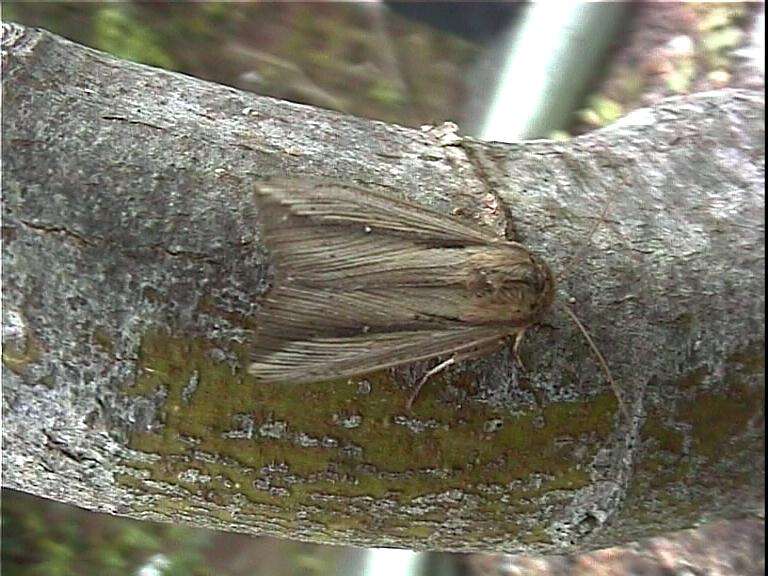 Image de Leucania stenographa