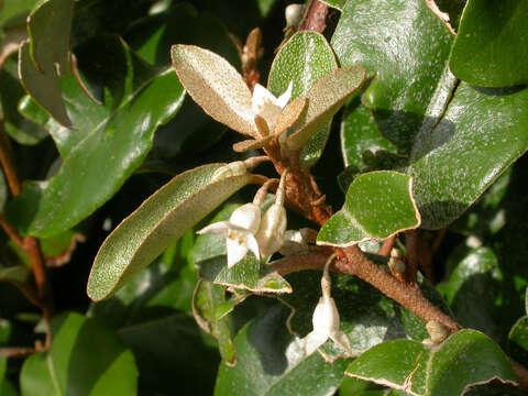 Image of Elaeagnus submacrophylla Serv.