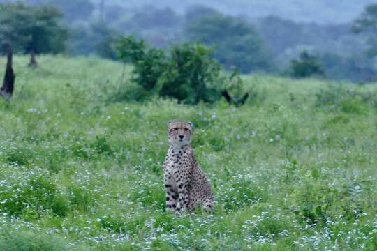 Image of Acinonyx Brookes 1828