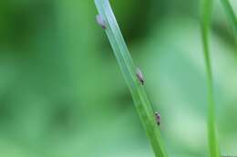 Image of Pomace fly