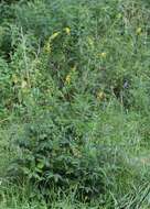 Image of fragrant agrimony