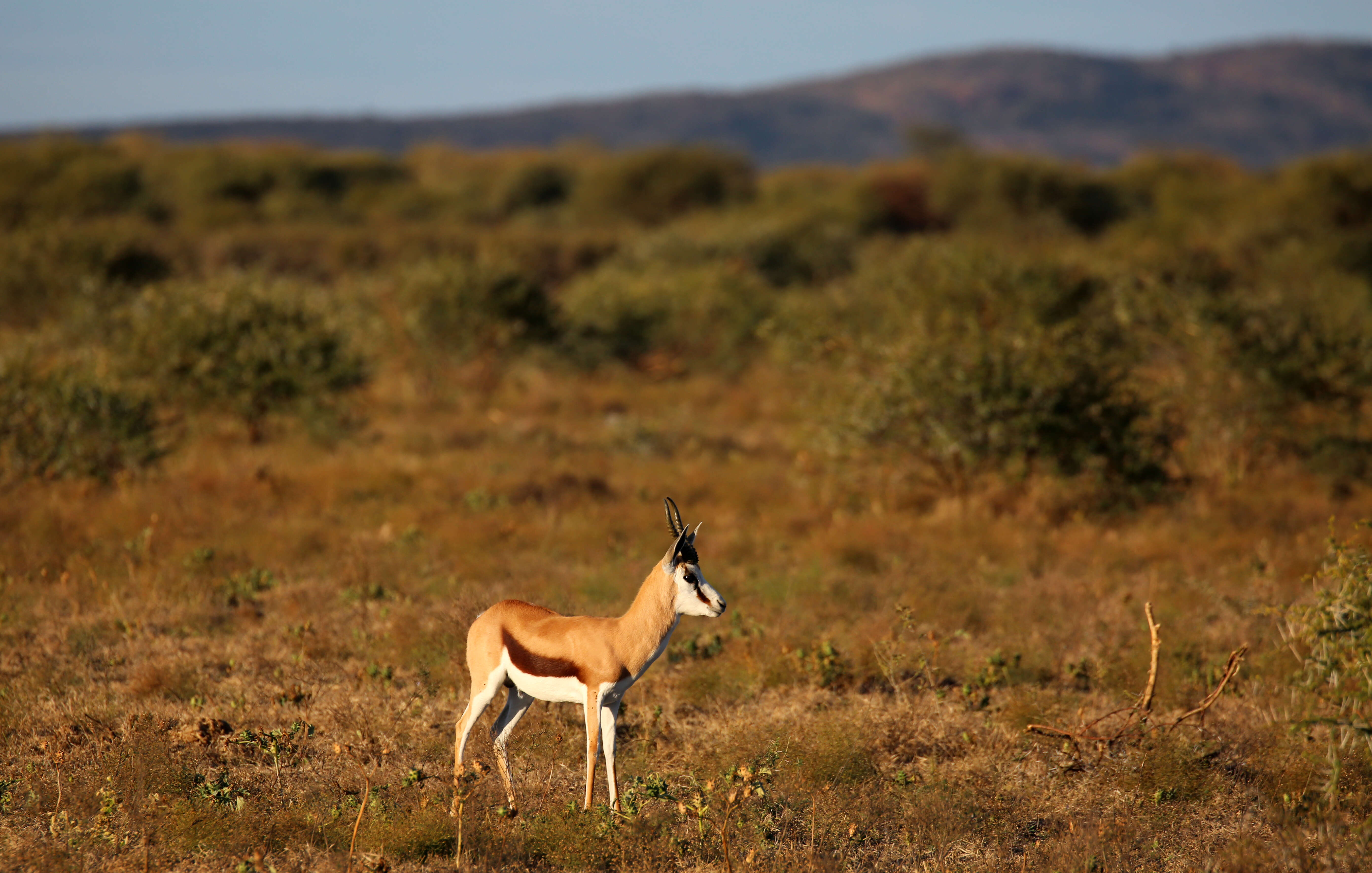 Image of Springbok