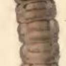 Imagem de Coleophora caelebipennella Zeller 1839