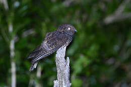 Image of Dusky Nightjar