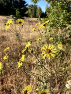 Слика од Madia elegans D. Don