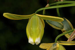 Image de Albuca cooperi Baker