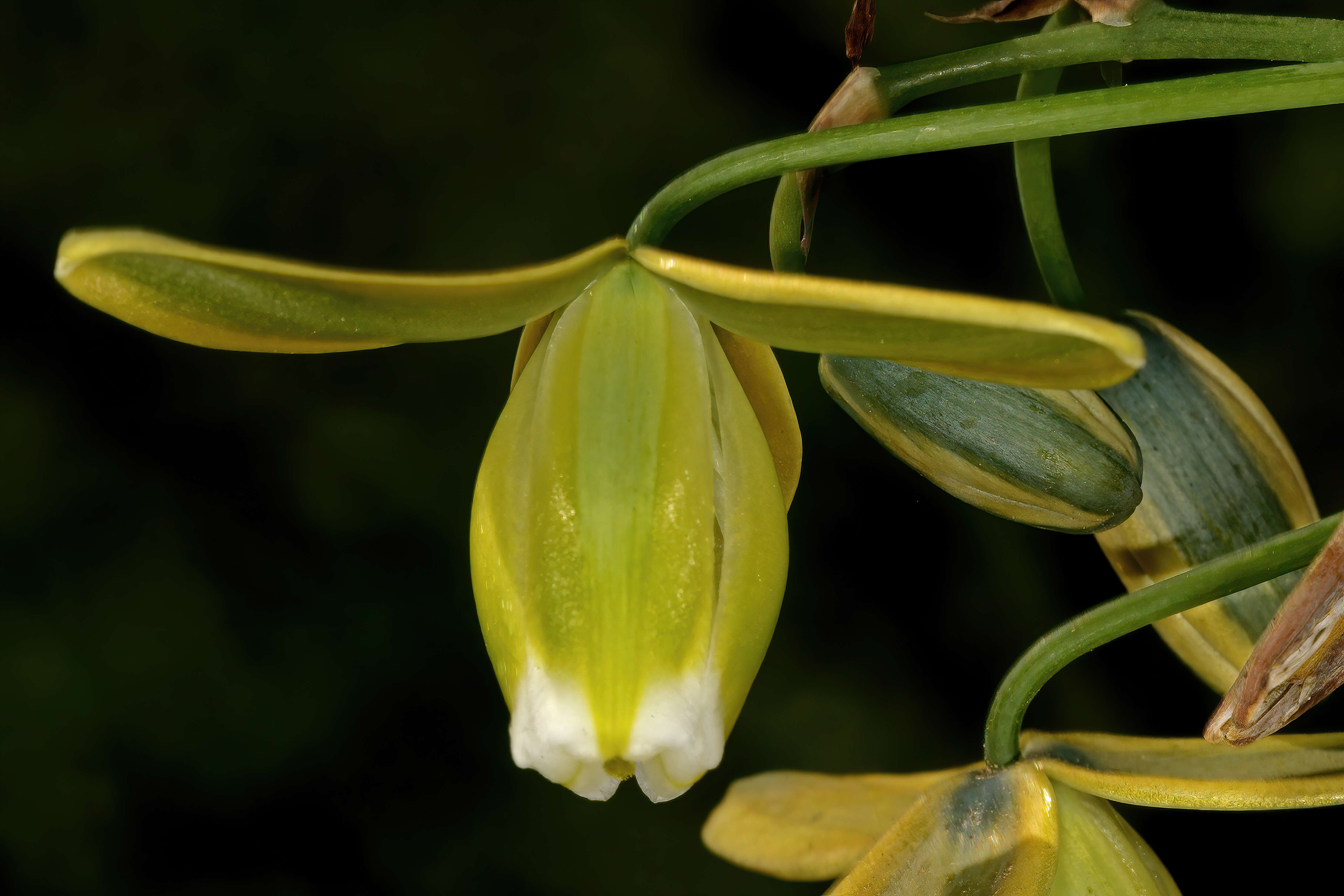 Image de Albuca cooperi Baker