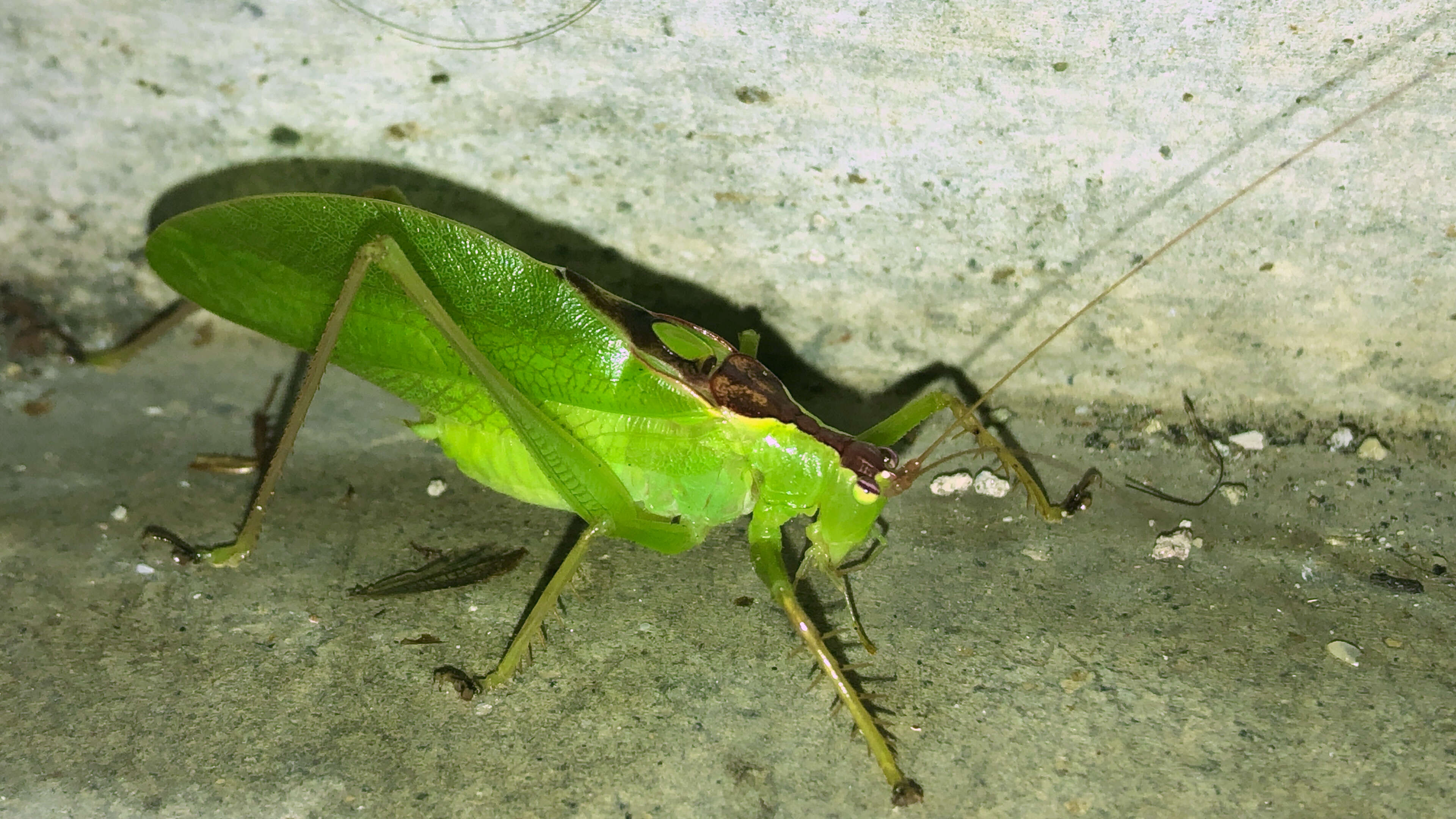 Image of Hexacentrus