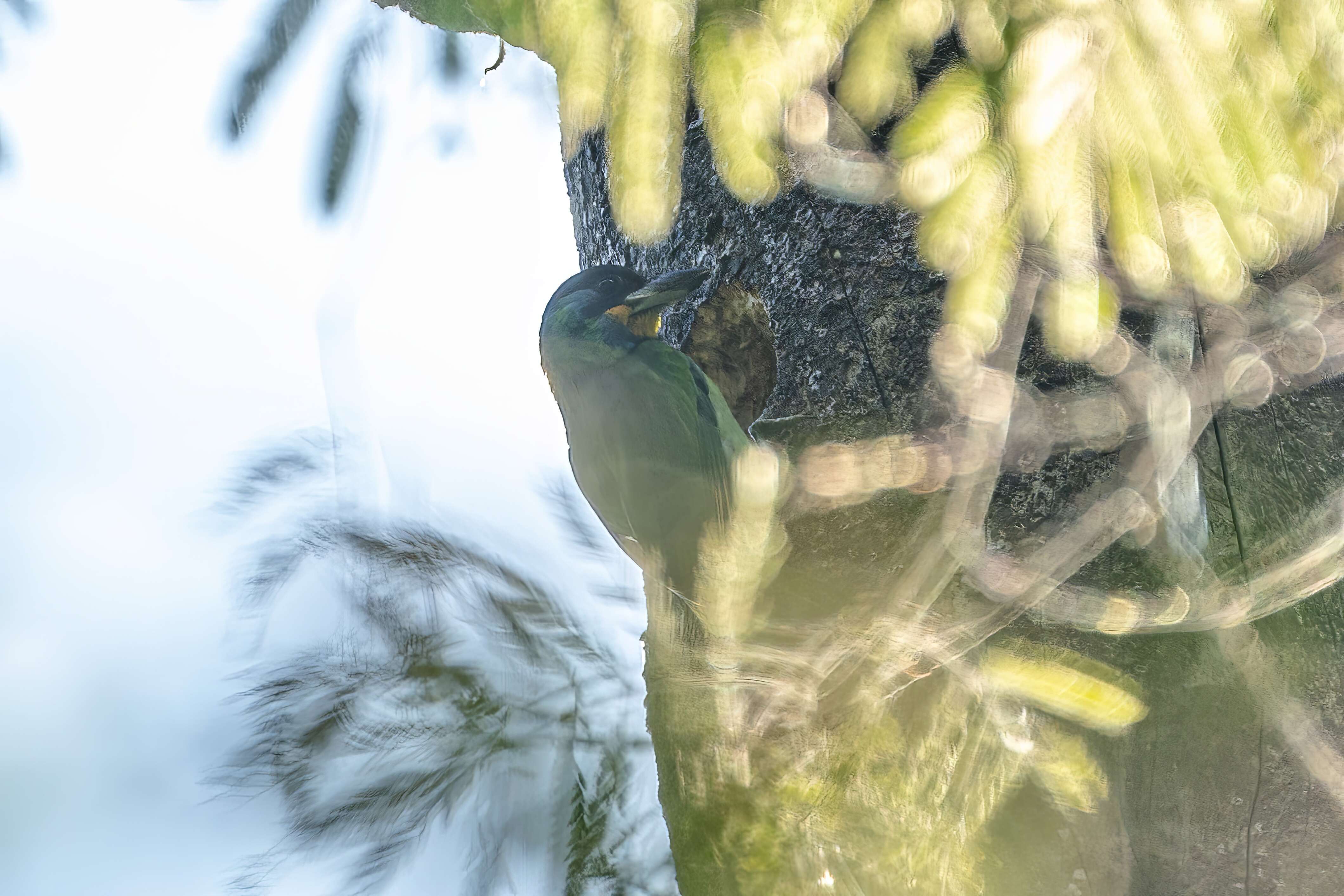 Image of Chinese Barbet