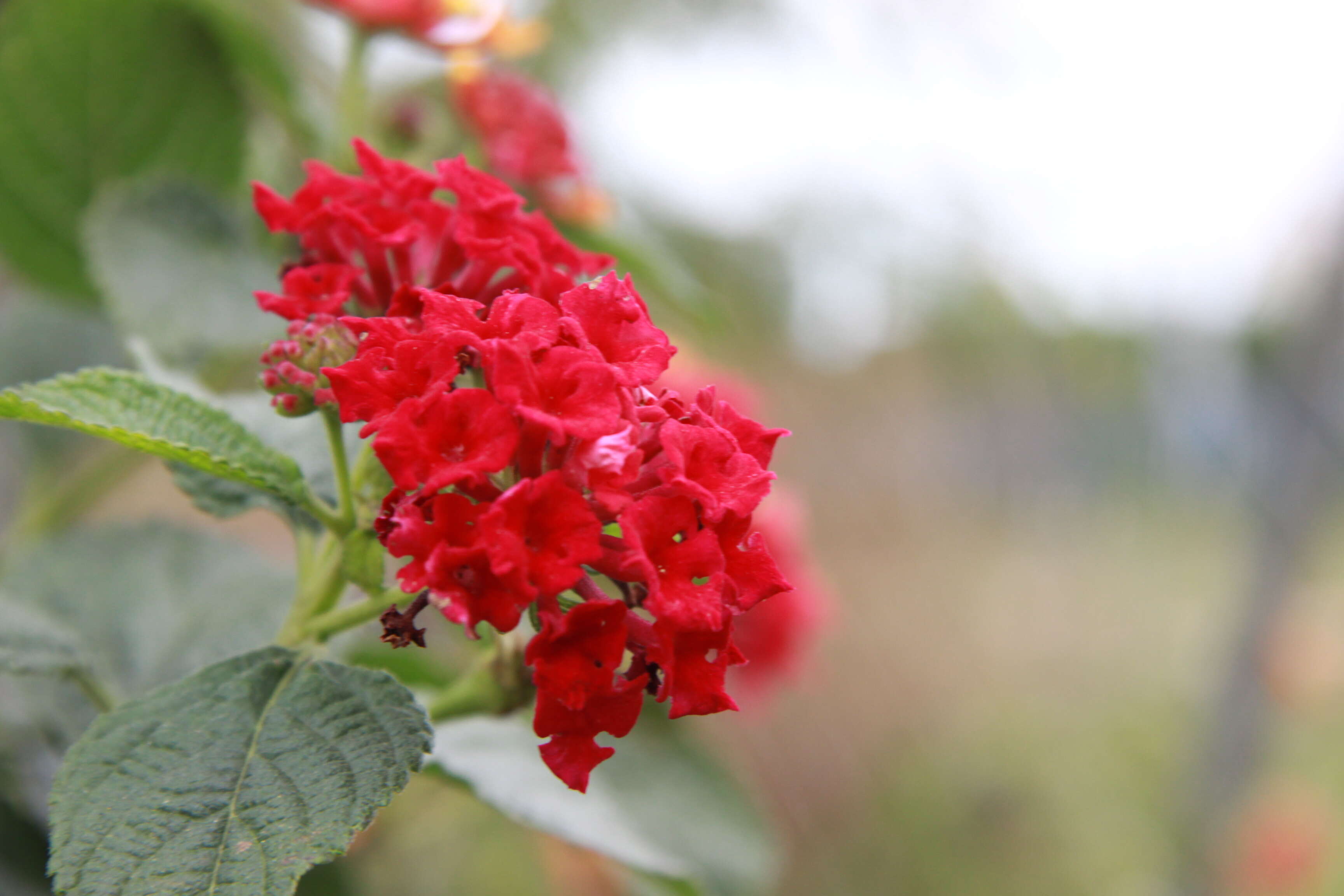 Image of lantana