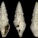 Image of Crassispira plateaui