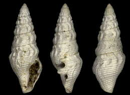 Image of Crassispira plateaui