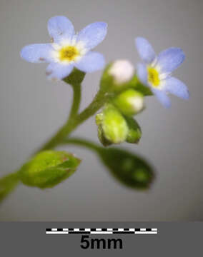 Image of Tufted Forget-Me-Not