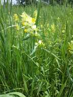 Image of late-flowering yellow rattle