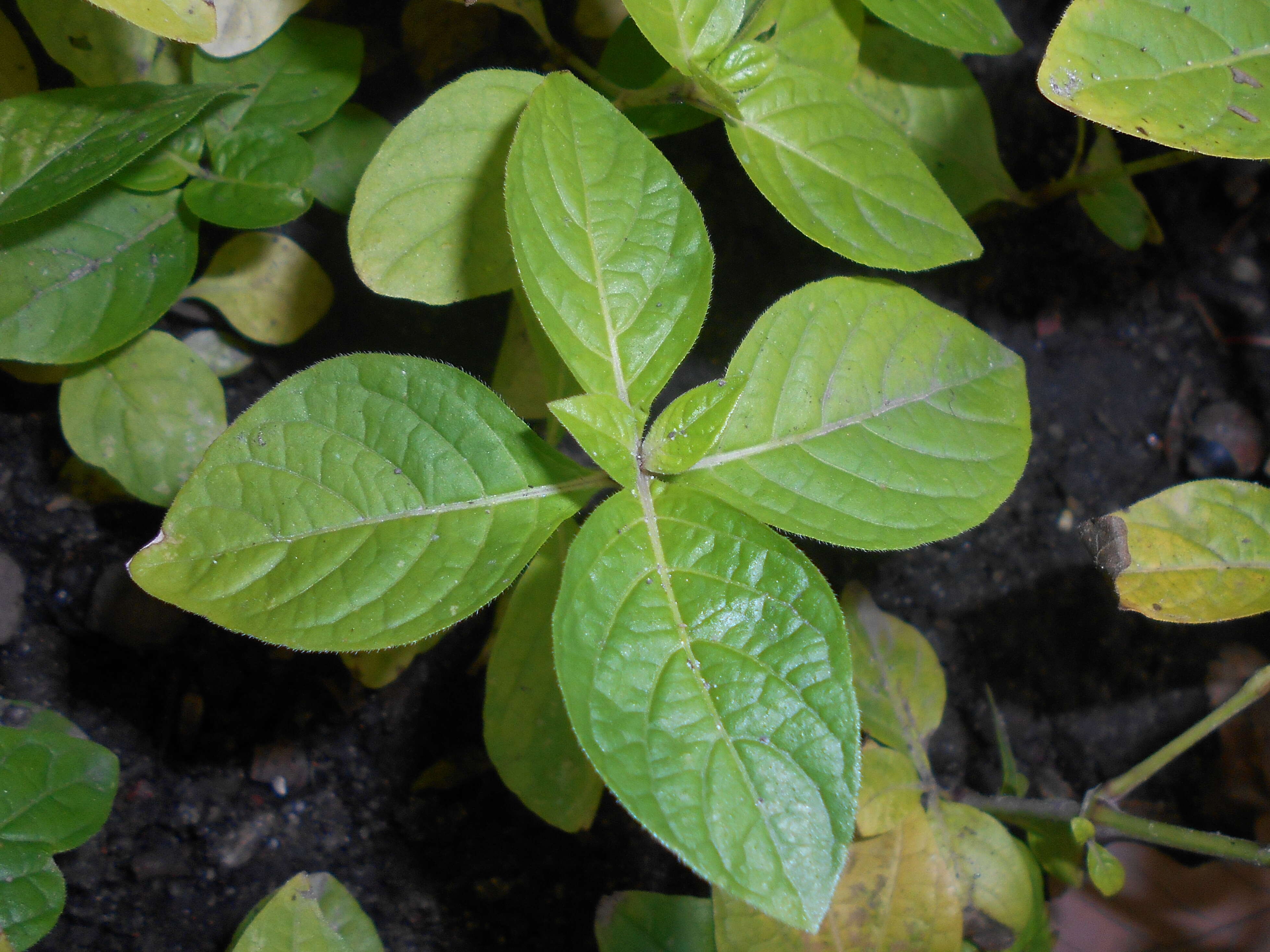 Image of limestone wild petunia