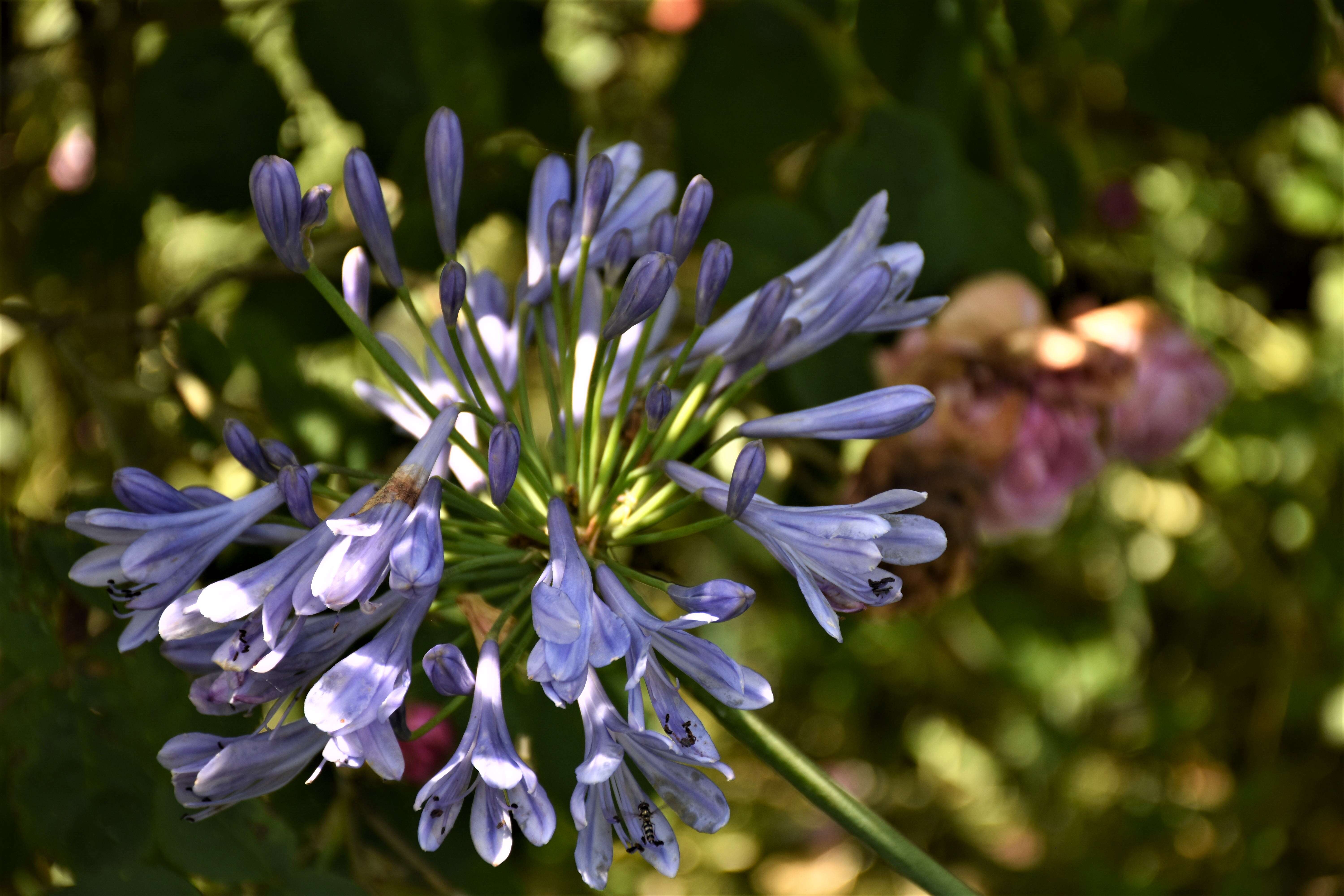 Image of Lily of the Nile