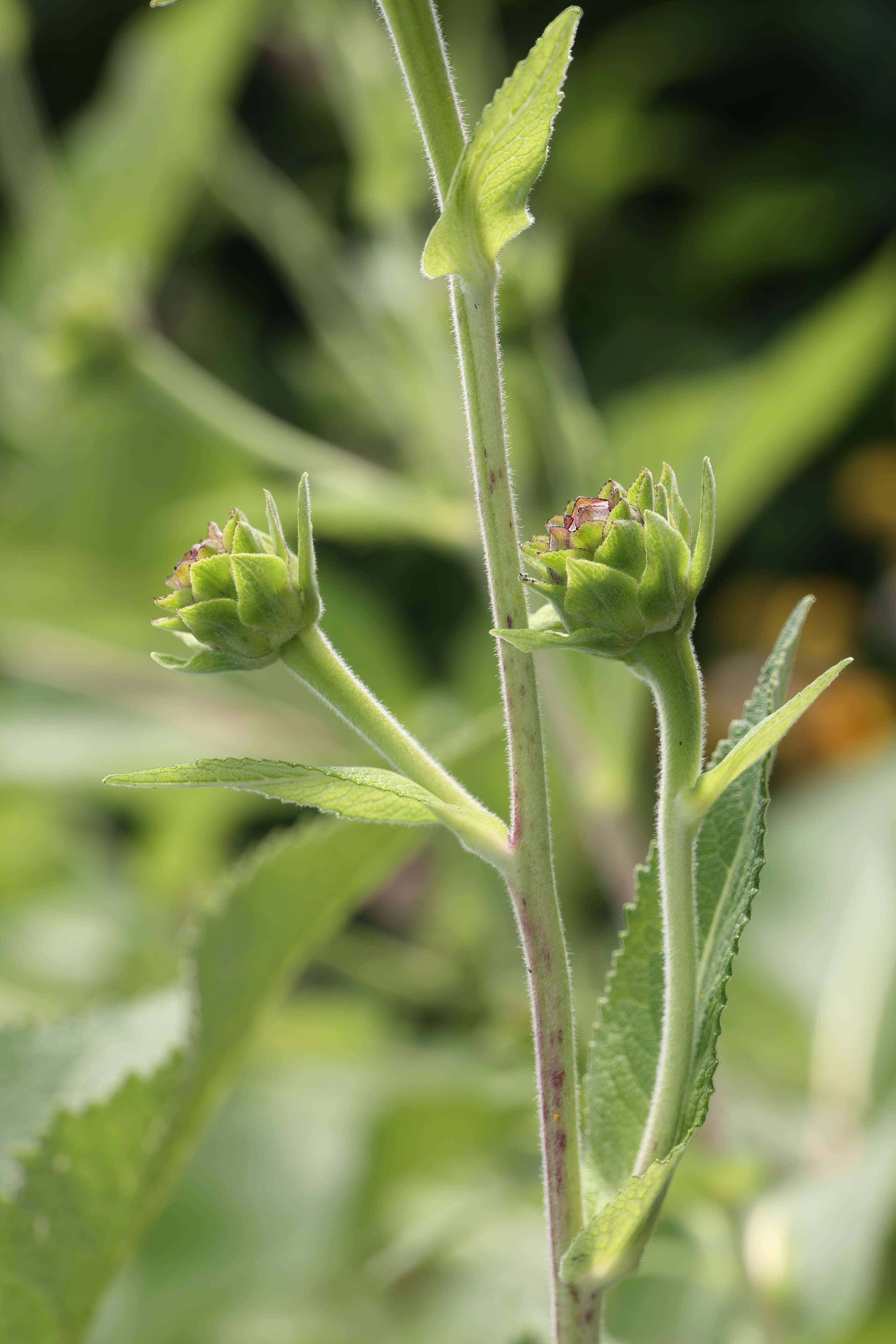 Inula helenium L. resmi