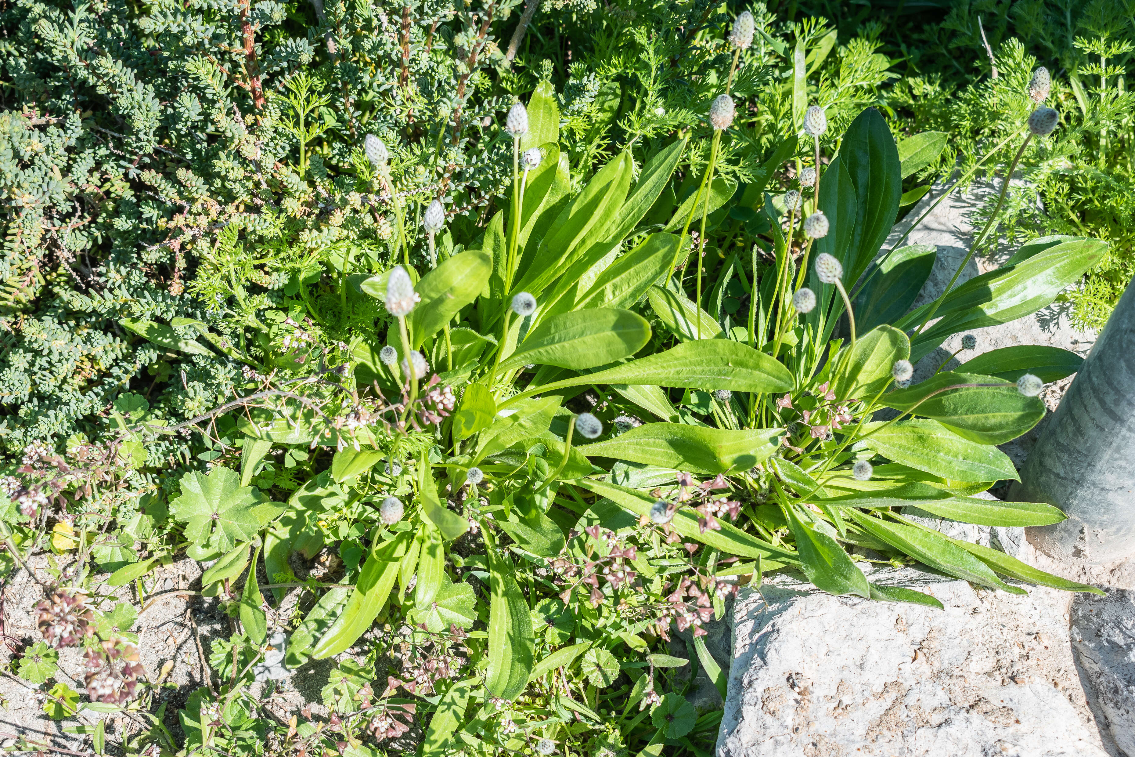 Image of Hare's-foot Plantain