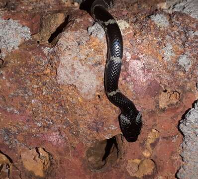 Image of Travancore Wolf Snake